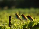 expertise naturaliste herault ornithologie
Lien vers: CompeTences