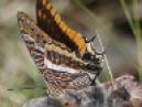 expertise naturaliste herault entomologie
Lien vers: CompeTences