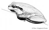 grenouille (9.5kB)
Lien vers: http://www.euziere.org/wakka.php?wiki=RessourcesAnimaux/download&file=Ni_grenouille_ni_crapaud.pdf