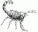 scorpions (9.5kB)
Lien vers: http://www.euziere.org/wakka.php?wiki=RessourcesAnimaux/download&file=scorpions.pdf